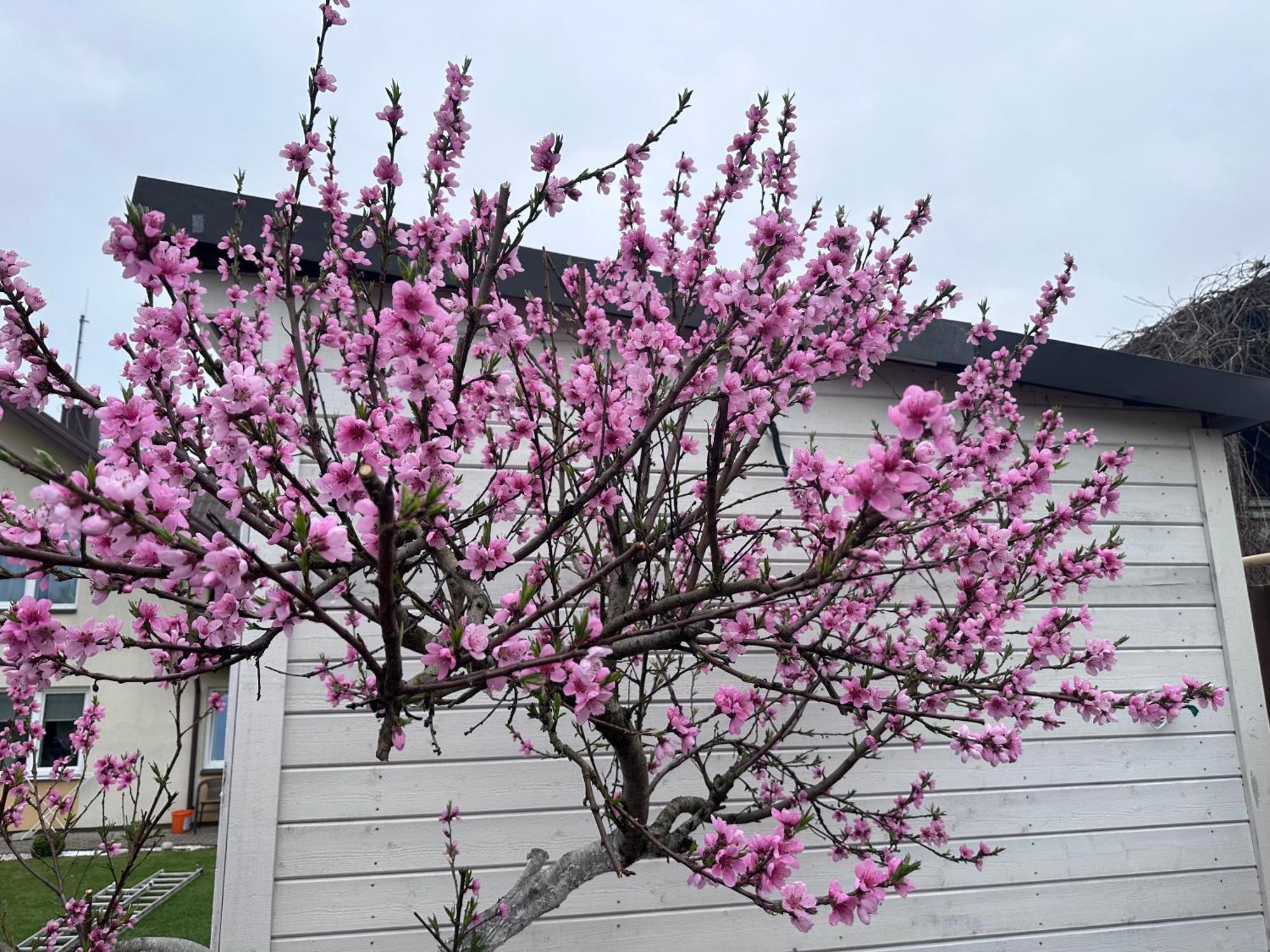 Maironio Apartamentai Palanga Exteriör bild